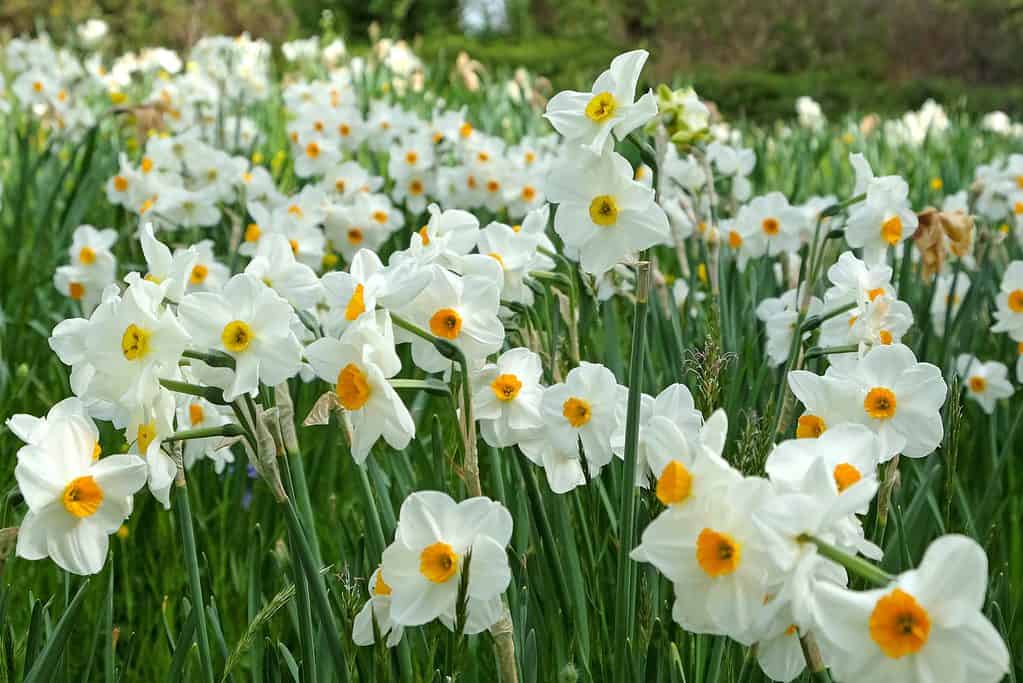 'Cragford' Tazzeta Narcisi