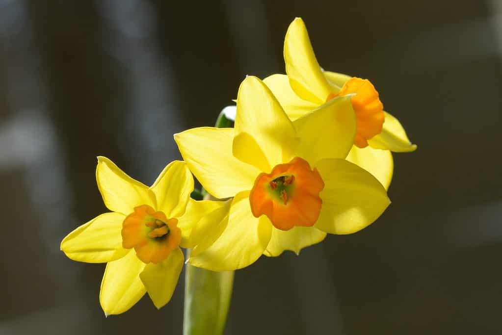 'Falconetto' Tazetta Narcisi