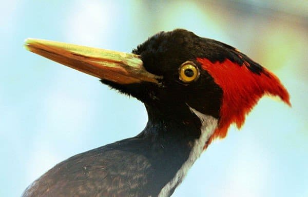 Primo piano del picchio dal becco d'avorio