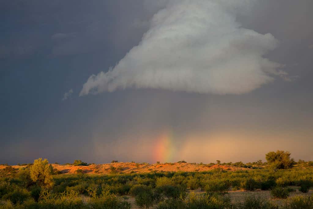 Colori e contrasti di luci nel deserto del Kalahari durante la stagione delle piogge, ne fanno un luogo unico e meraviglioso, Kgalagadi Transfrontier Park, deserto del Kalahari, Sud Africa.