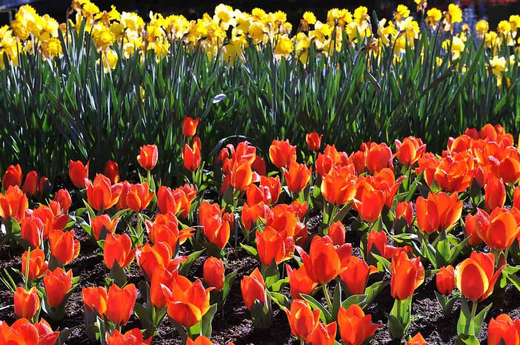 Puoi coltivare con successo tulipani in qualsiasi regione del South Dakota
