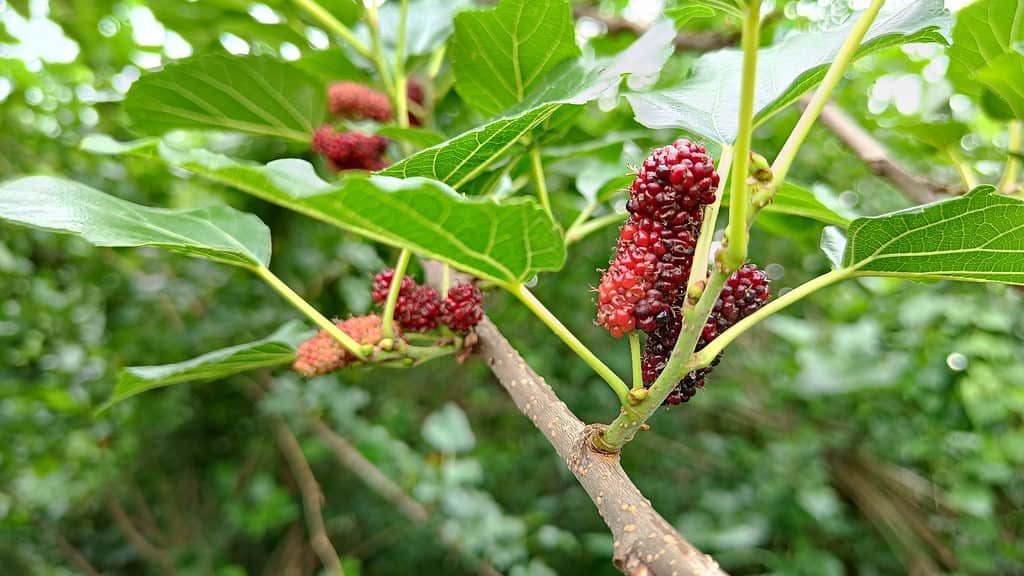 Morus rubra, gelso rosso