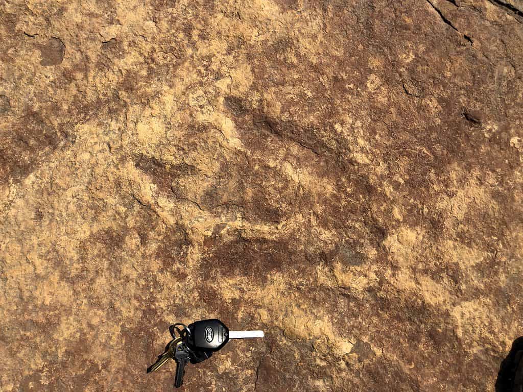 Le impronte di Eubrontes mostrano che erano il più grande dinosauro del Massachusetts.