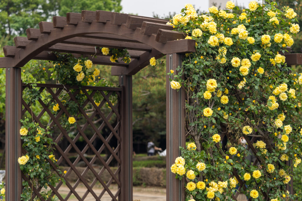 Rose rampicanti gialle che coprono un traliccio marrone in un giardino