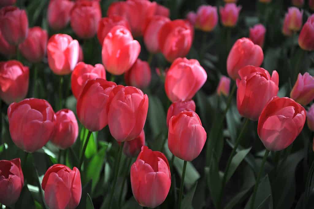 Rosa Van Eijk Tulipani con fogliame verde scuro