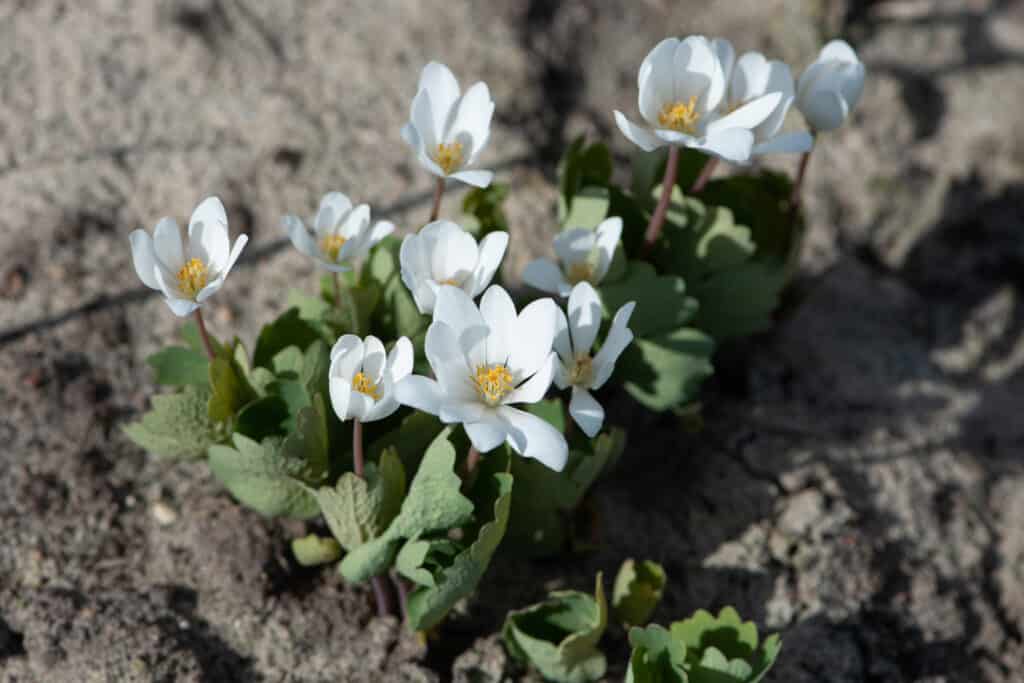 Sanguinaria, Sanguinaria canadensis fiori, perenne, pianta erbacea fiorita.  Avvicinamento.
