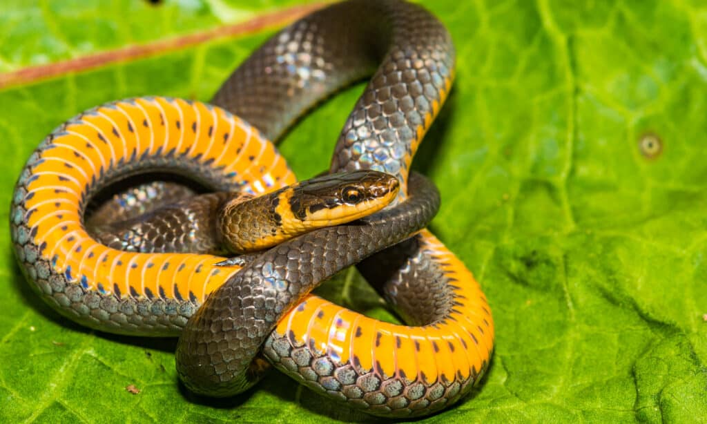 Diadophis punctatus Edwardsii