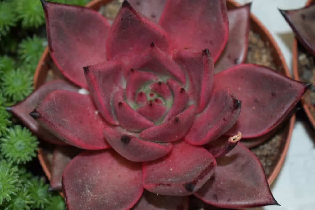 Echeveria agavoides "Romeo" pianta grassa
