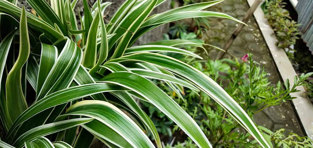 Una pianta ragno che cresce all'esterno in un giardino con altre piante