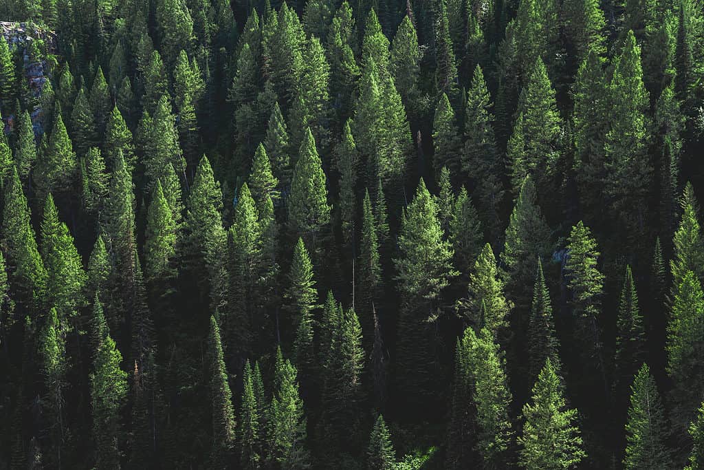 Pineta su una collina.