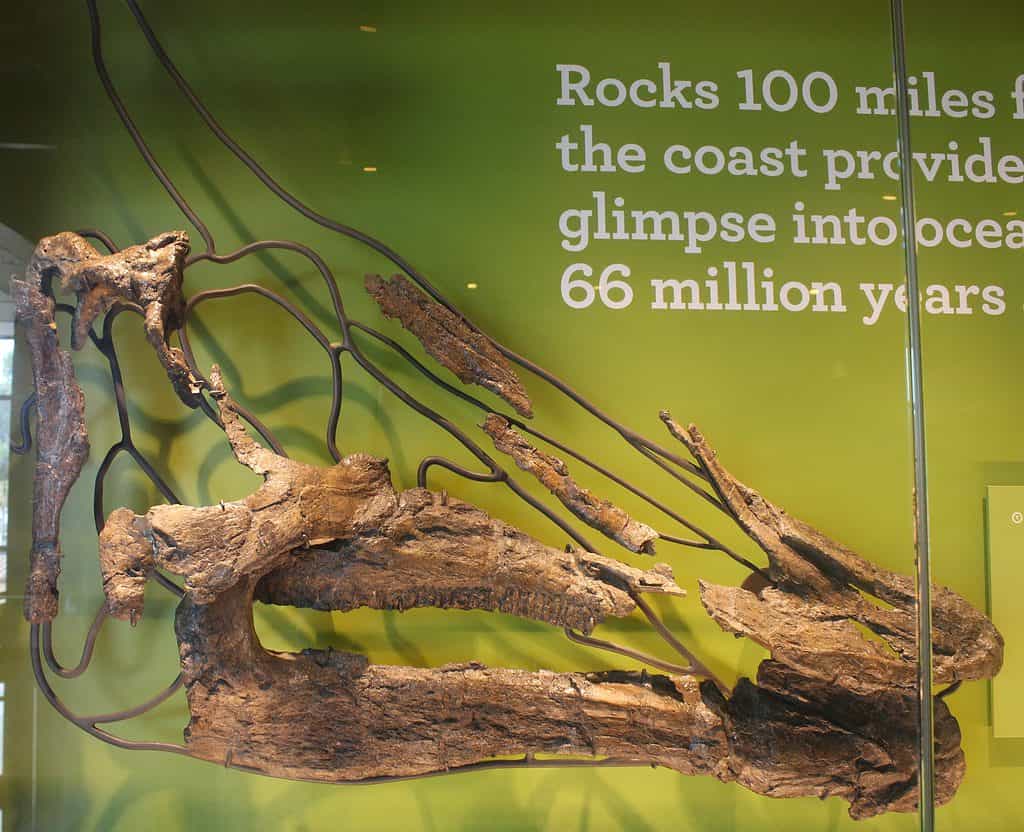 Cranio olotipo di Augustynolophus morrisi