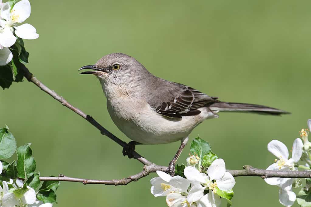 Northern Mockingbird (Mimus polyglottos) in un albero di mele con fiori.