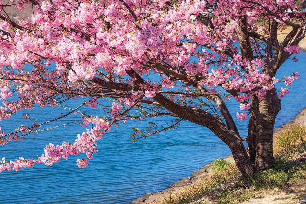 Ciliegi nella città di Minami Izu nella prefettura di Shizuoka, Giappone