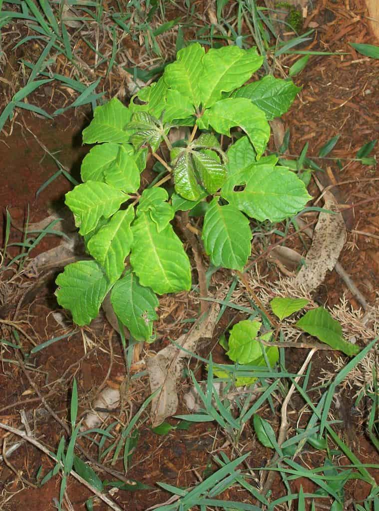 Merù Quercia