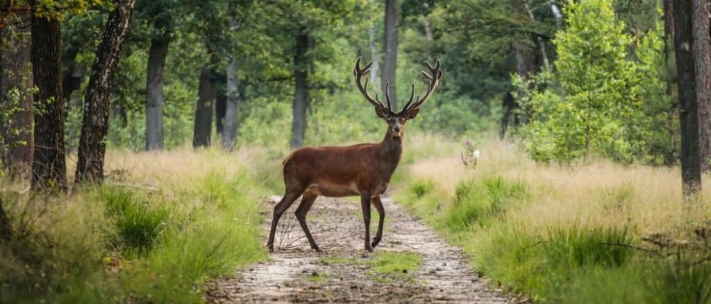 buck nel percorso