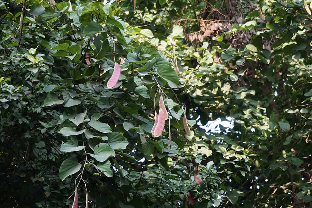 Albero del caffè del Kentucky