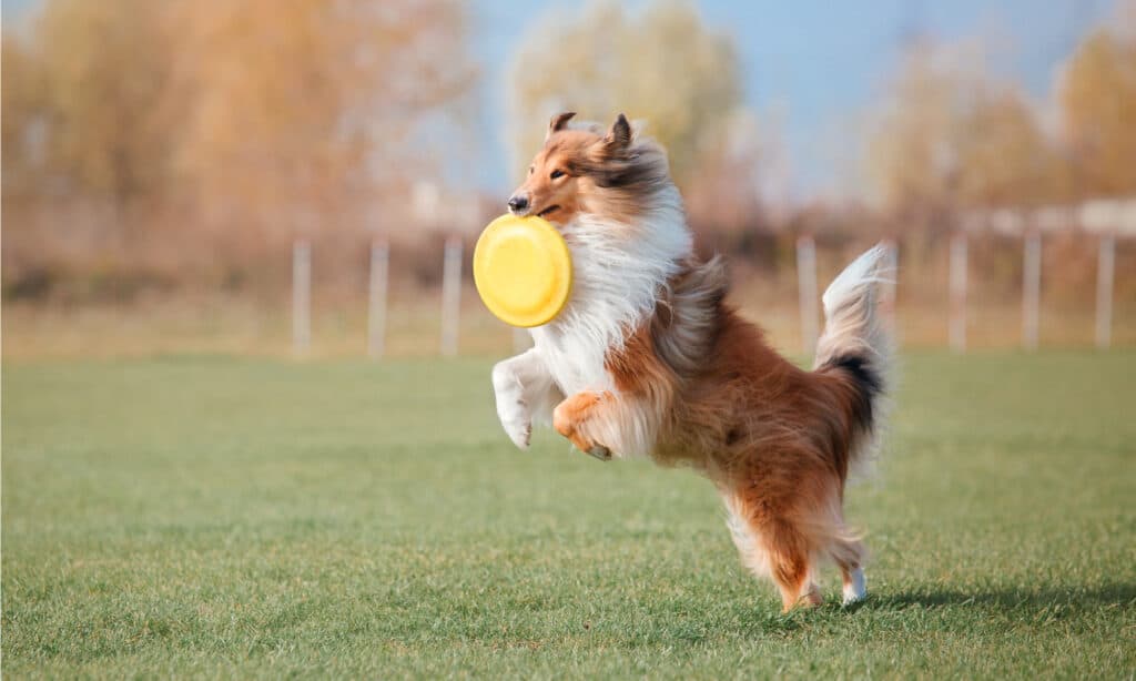 Collie ruvido che gioca