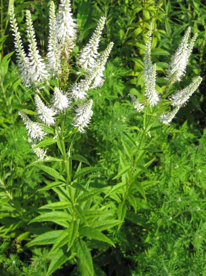 Radice di Culver (Veronicastrum virginicum)