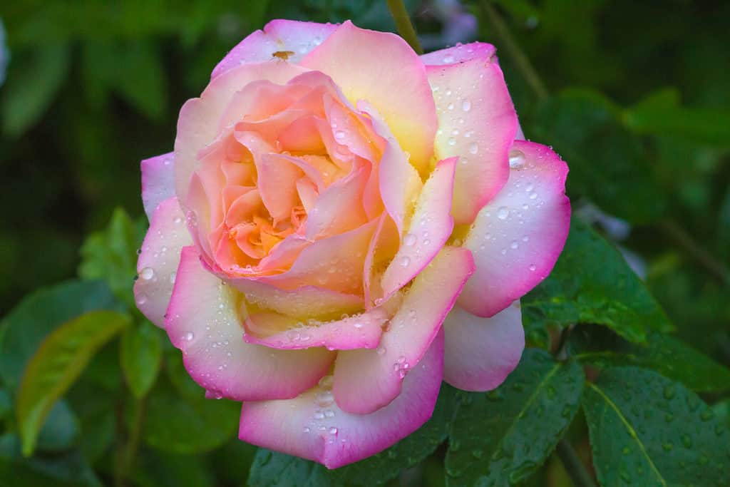 Un primo piano della vibrante rosa arancio-rosa della Pace, una rosa tea ibrida