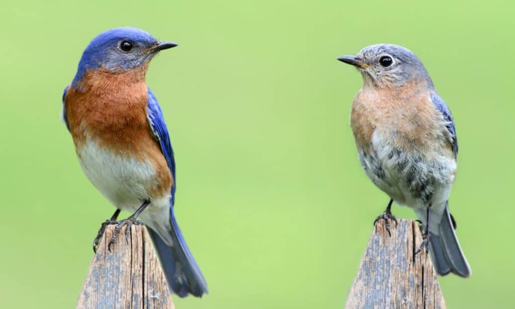 coppia di bluebird orientale