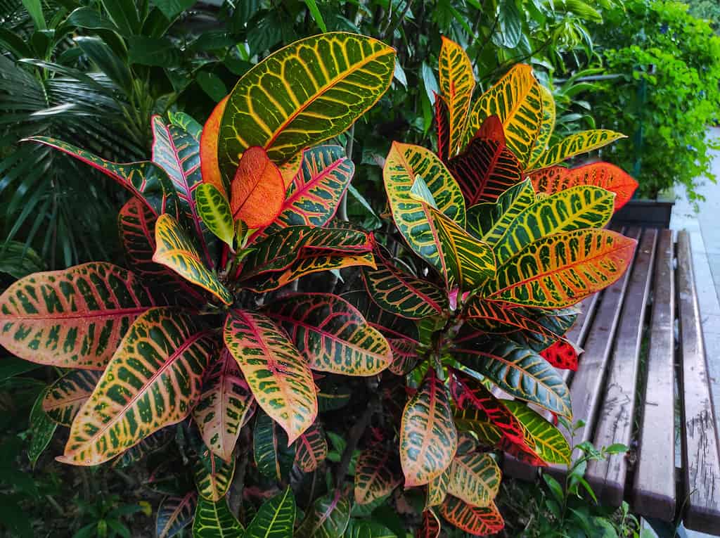 Due crotoni da giardino o piante di Codiaeum variegatum che crescono fianco a fianco
