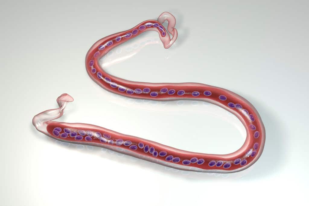 Loa,Loa,,A,Ascaridi,Nematodi,,Gli,Agenti,causanti,Di,Loa