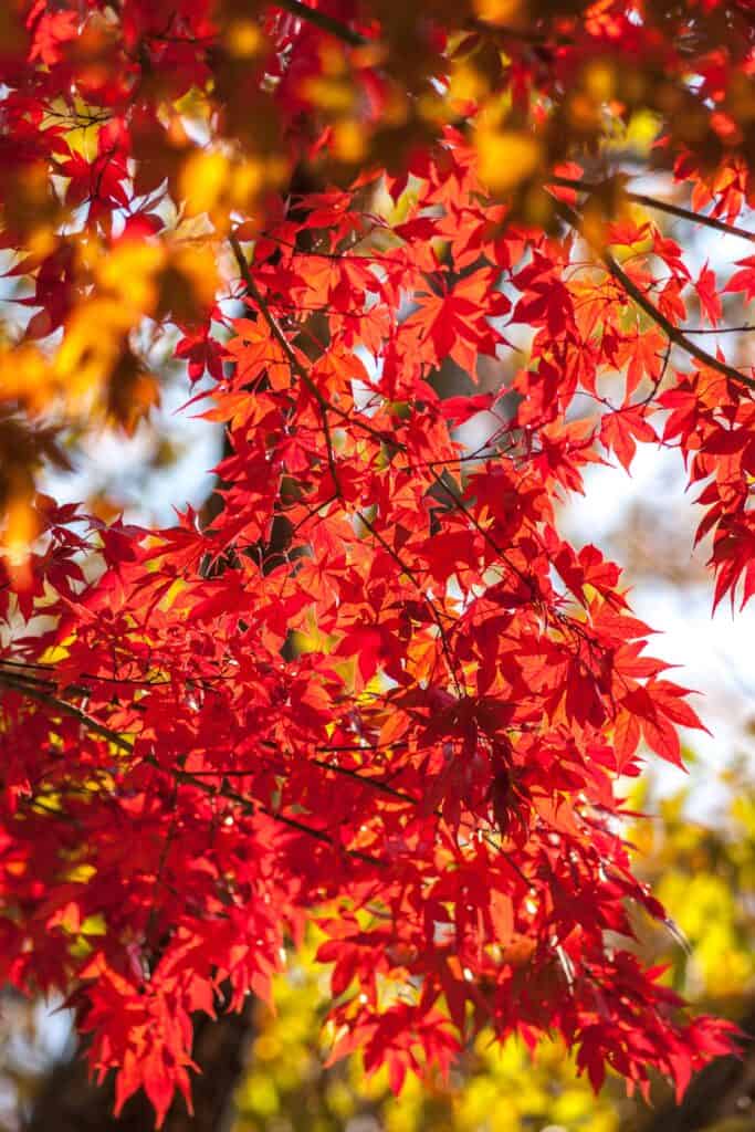 Foglie di acero rosso sull'albero