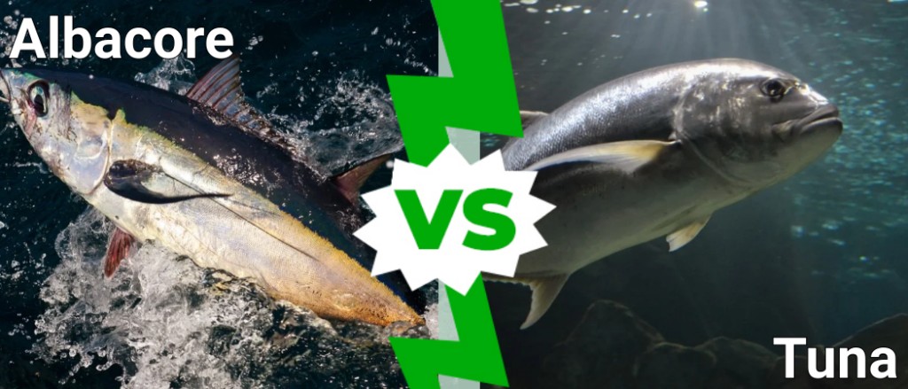 albacore vs tonno