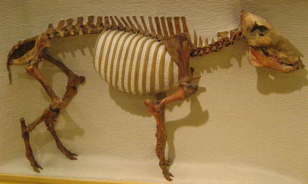 Playgonus compressus all'Harvard Museum of Natural History