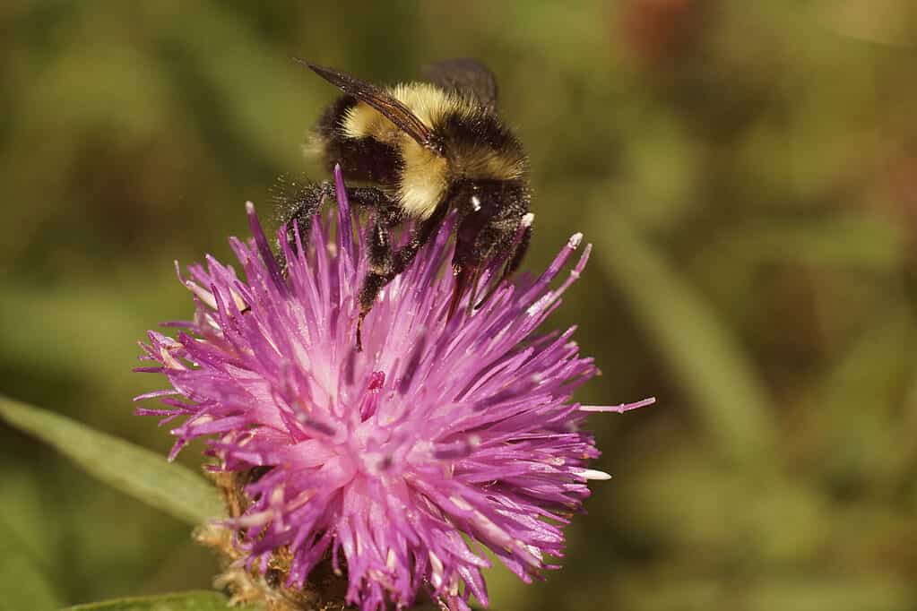 Bombus suckleyi, il calabrone a cucù di Suckley