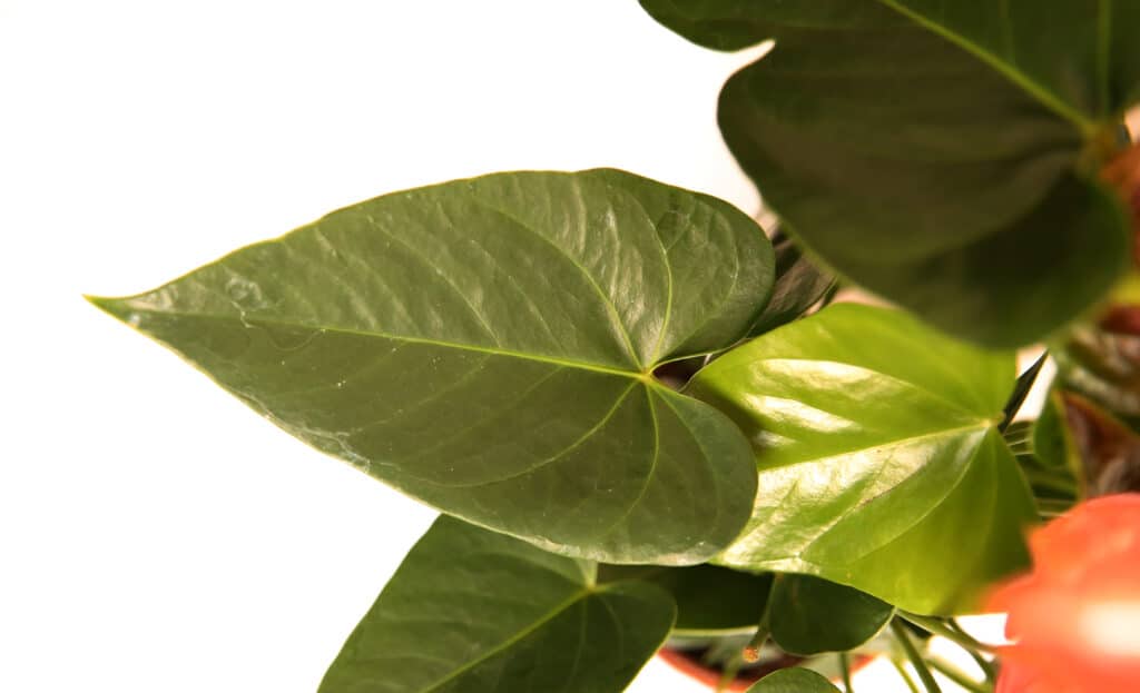 Foglie verdi di anthurium.
