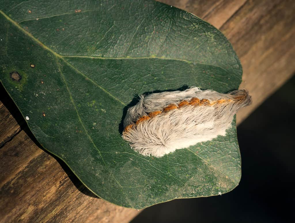 Bruco della falena flanella meridionale su foglia di quercia.  Il bruco è ricoperto di peli chiari con una striscia arancione ruggine che seziona la lunghezza del suo corpo.  È su una foglia di quercia verde.