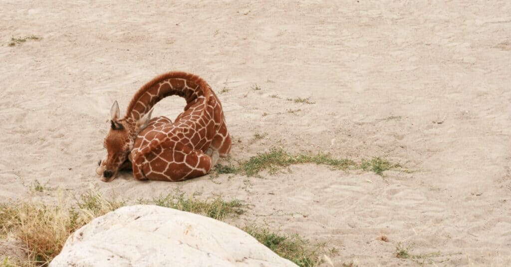 baby giraffa - dormendo