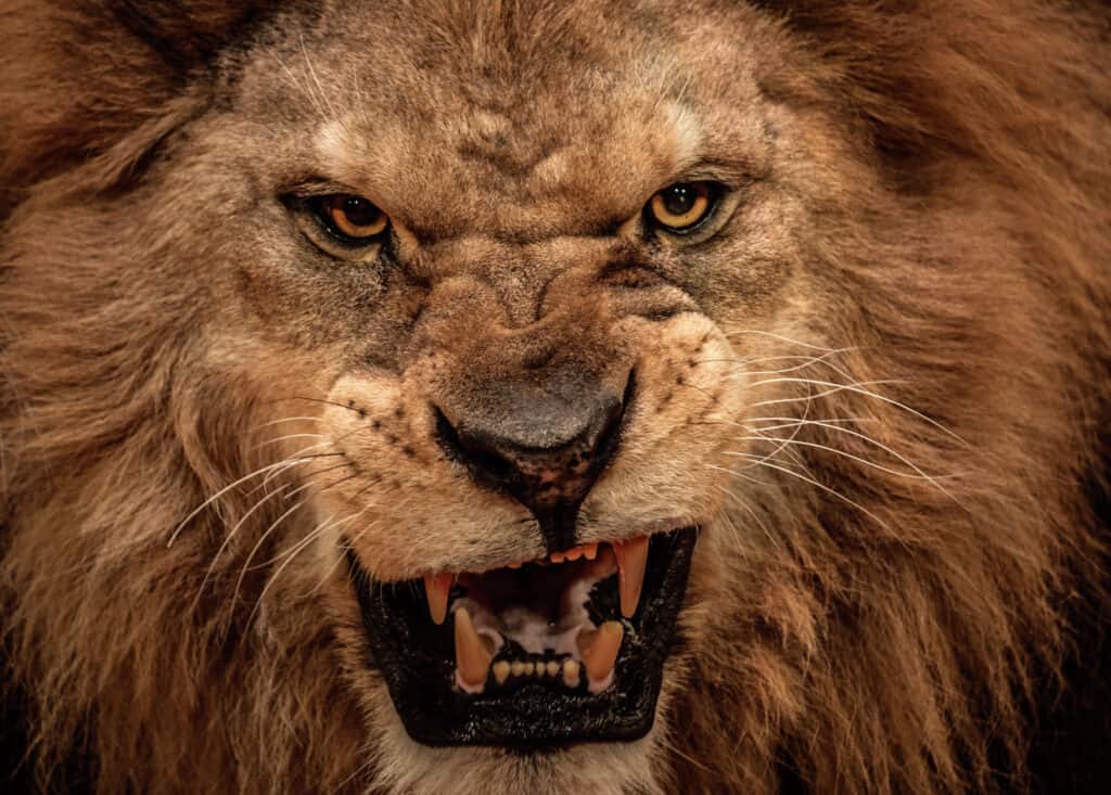 Leone che mostra i denti