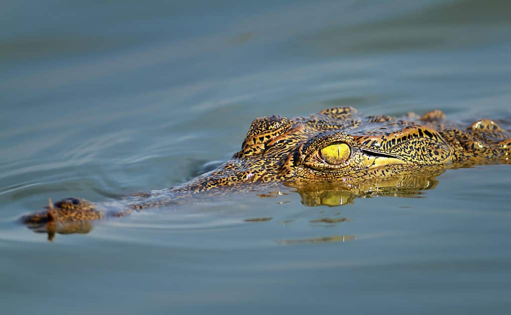 Coccodrillo del Nilo che rimane appena sotto la superficie dell'acqua