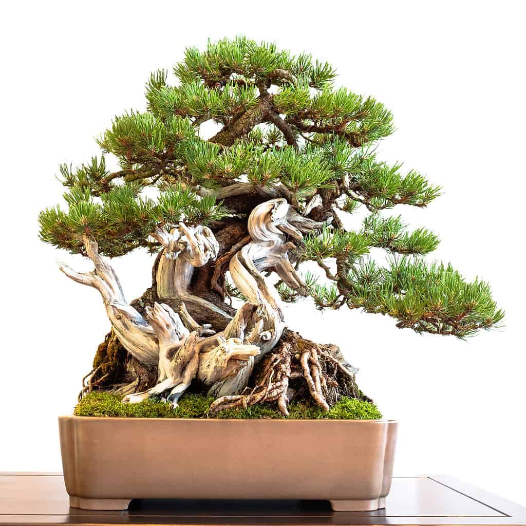 Bonsai legno morto