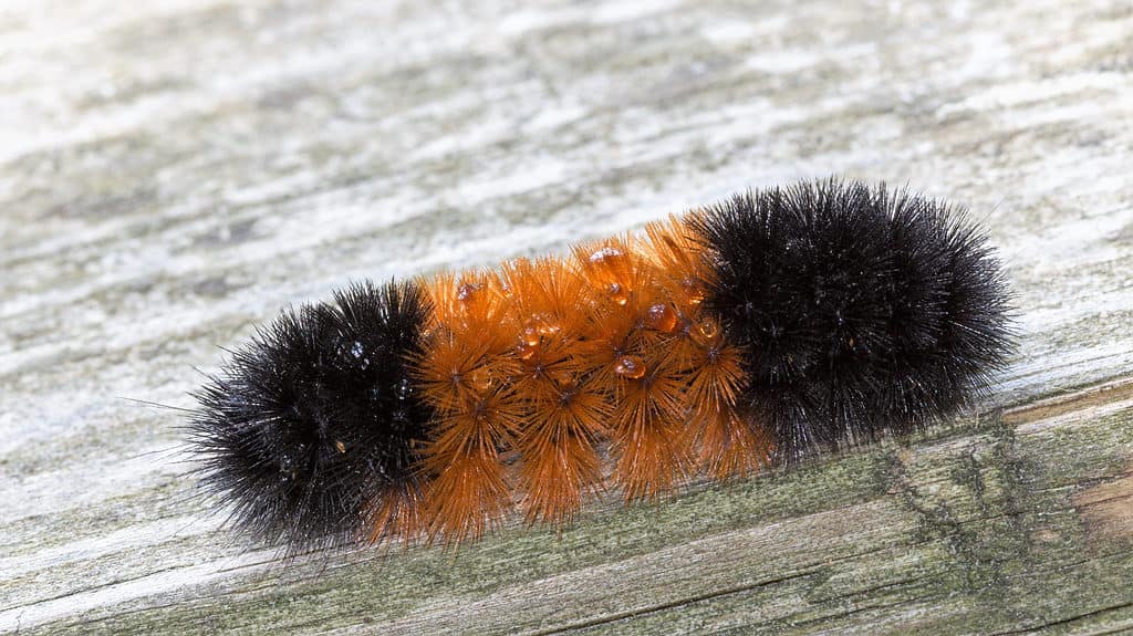 Primo piano foto macro di bruco di orso lanoso, Pyrrharctia isabella.  Il bruco sembra una spazzola per bottiglie con setole nere alle estremità e arancione ruggine al centro che sporgono da tutte le direzioni.
