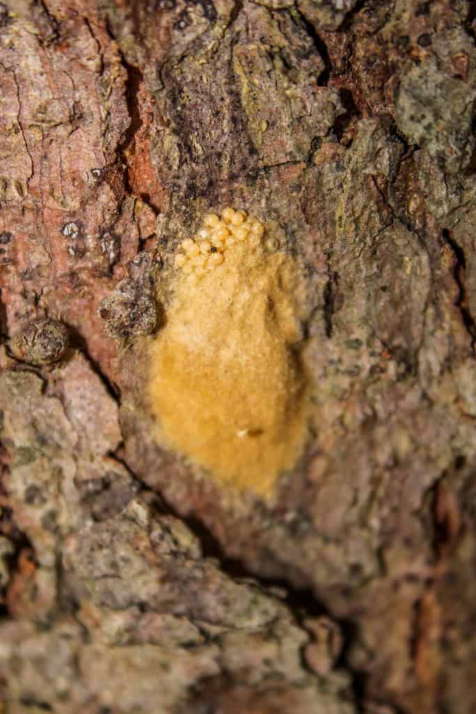 Macro di un sacco di uova giallo senape piccante di uova di falena zingara è visibile al centro della cornice sulla corteccia di quello che sembra essere un albero di pino.  La corteccia dell'albero è strutturata e principalmente marrone e grigia con accenti rosso ruggine.