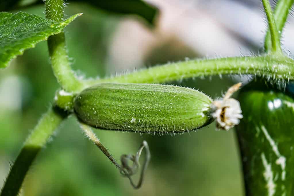 verdure da piantare a marzo