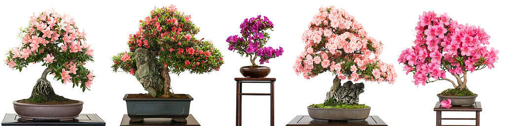 Rinvasare un Bonsai