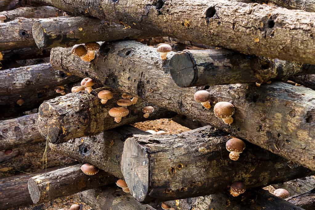 funghi shiitake che crescono nei tronchi
