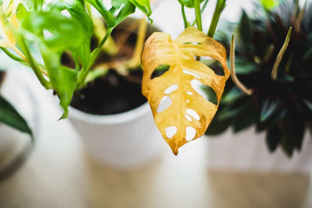 monstera foglia gialla