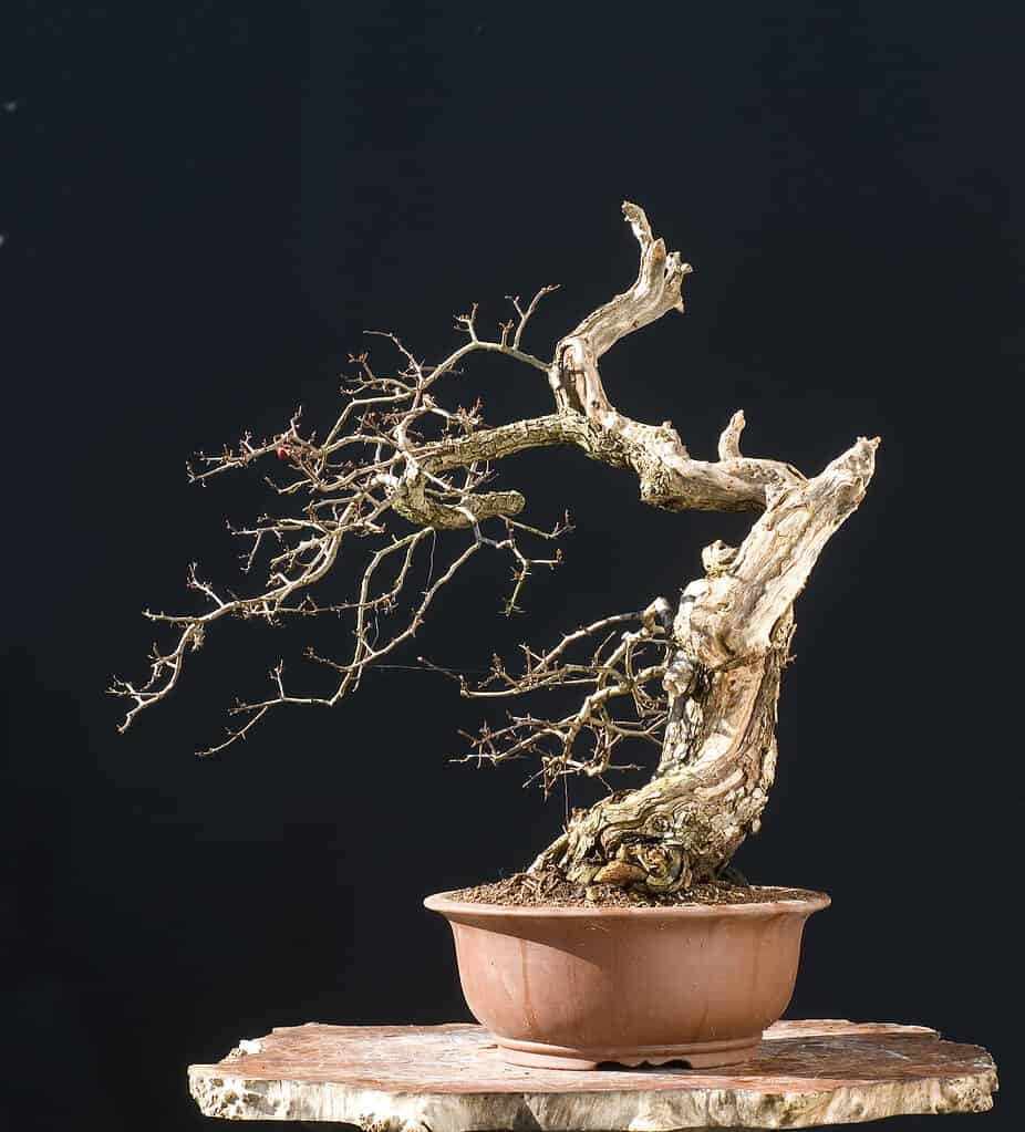 defogliare un bonsai
