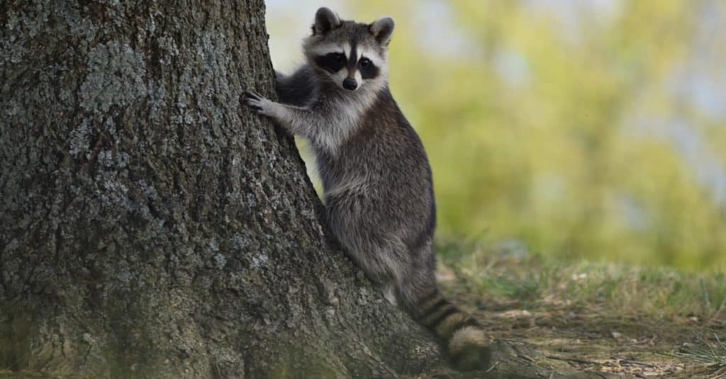 Procione di proprietà di animali esotici