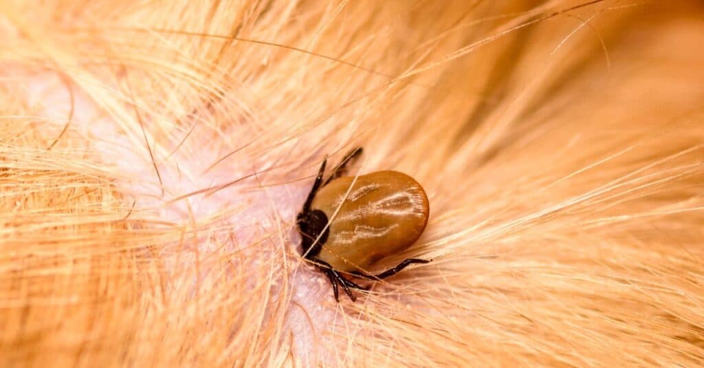 Una zecca morde un cane rossiccio.