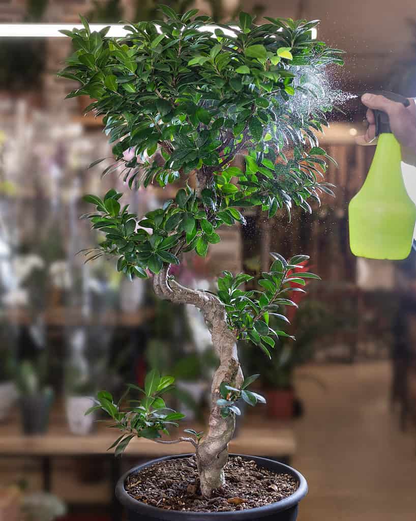 come innaffiare un bonsai