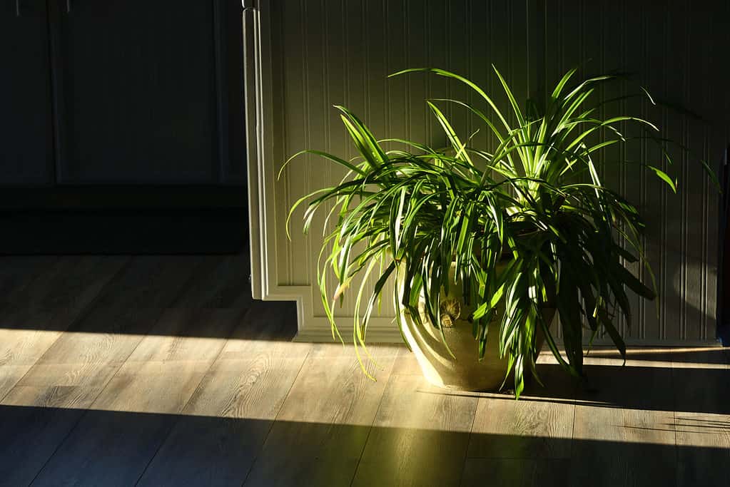 Una pianta ragno in vaso che assorbe un po' di luce solare indiretta all'interno
