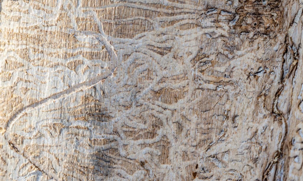 Danni causati al frassino da Emerald Ash Borers