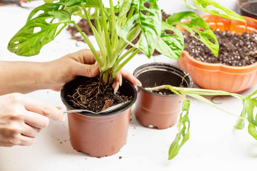 Rinvasare una Monstera