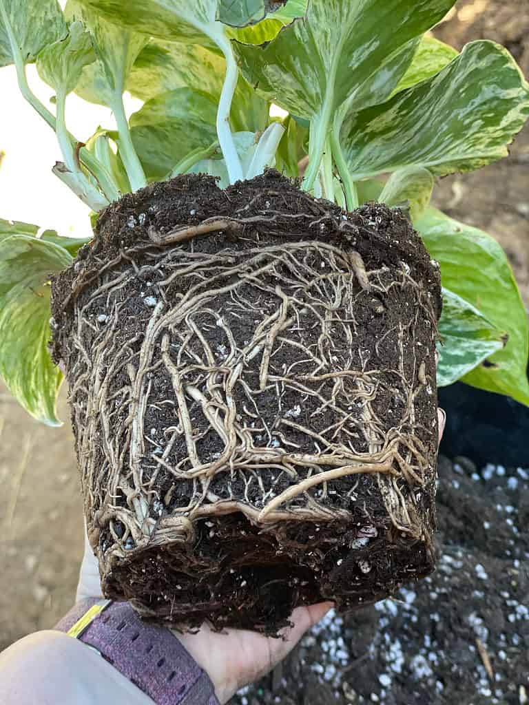 Le piante di Pothos non amano essere legate alla radice